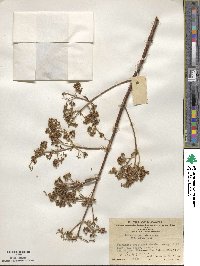 Hydrangea paniculata image