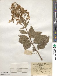 Hydrangea paniculata image