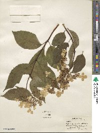 Hydrangea paniculata image