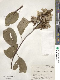 Hydrangea paniculata image