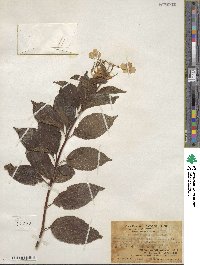 Hydrangea paniculata image