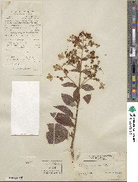 Hydrangea paniculata image