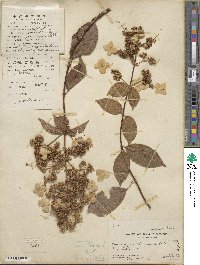 Hydrangea paniculata image