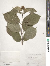 Hydrangea paniculata image