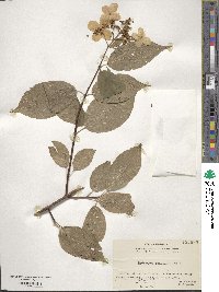 Hydrangea paniculata image