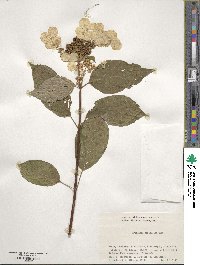 Hydrangea paniculata image