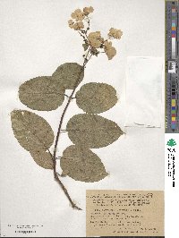 Hydrangea paniculata image