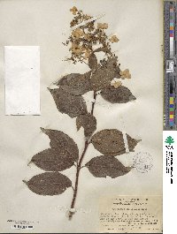 Hydrangea paniculata image