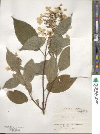 Hydrangea paniculata image