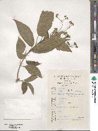 Hydrangea paniculata image