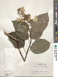 Hydrangea paniculata image