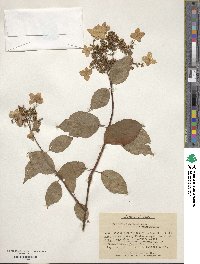 Hydrangea paniculata image