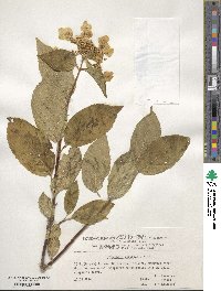 Hydrangea paniculata image