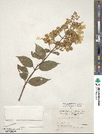 Hydrangea paniculata image