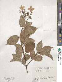 Hydrangea paniculata image