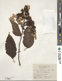 Hydrangea paniculata image