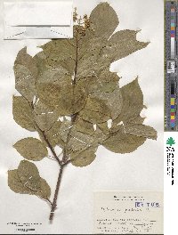 Hydrangea paniculata image