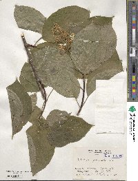 Hydrangea paniculata image