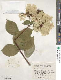 Hydrangea paniculata image