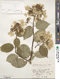 Hydrangea paniculata image