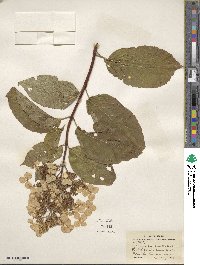 Hydrangea paniculata image