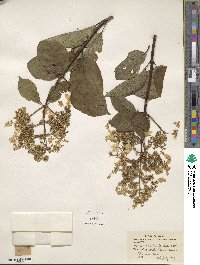 Hydrangea paniculata image