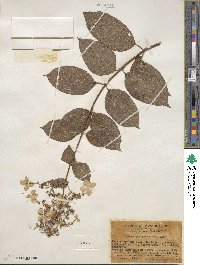 Hydrangea paniculata image