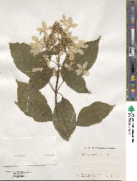 Hydrangea paniculata image