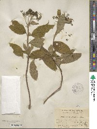 Hydrangea kwangtungensis image