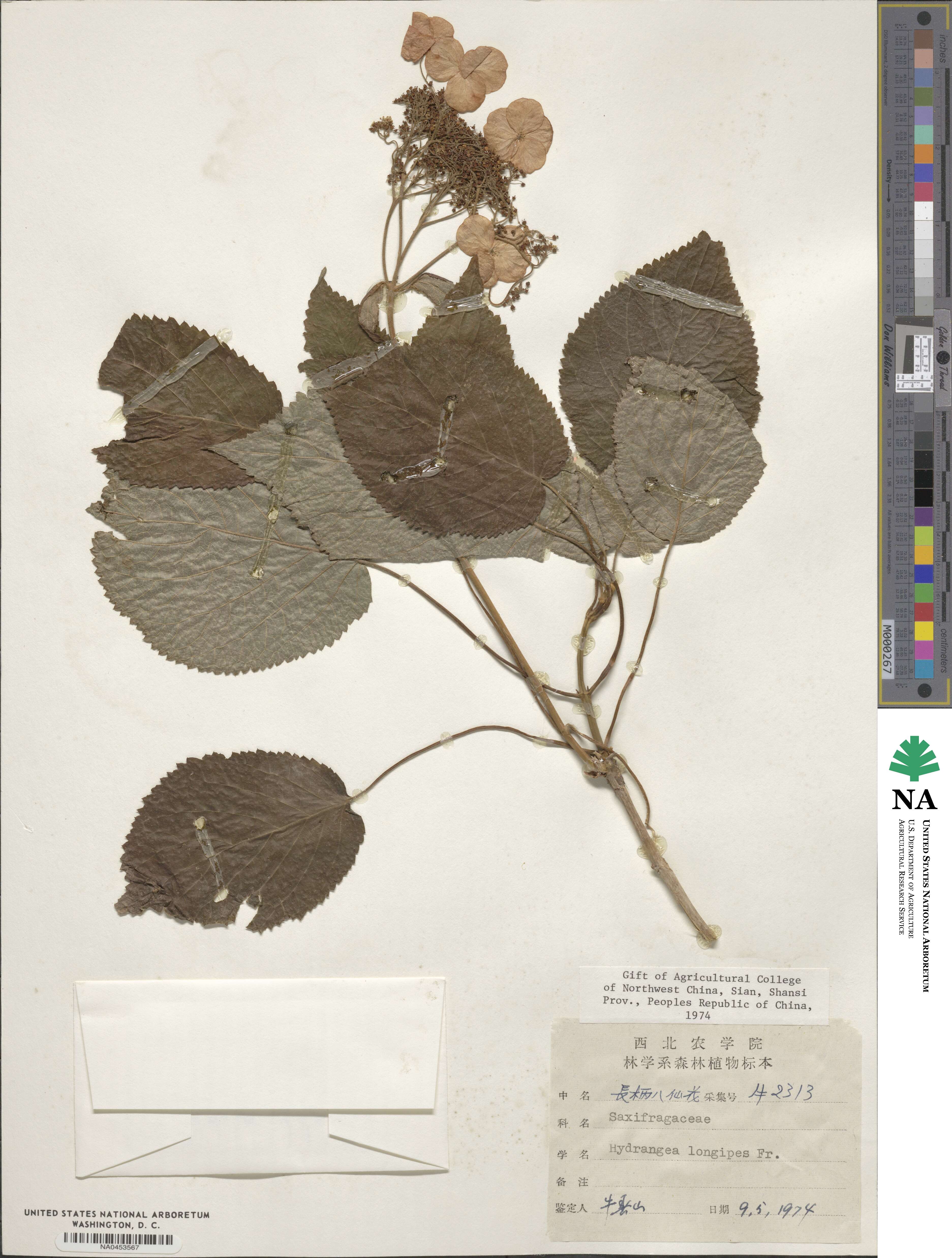 Hydrangea longipes image