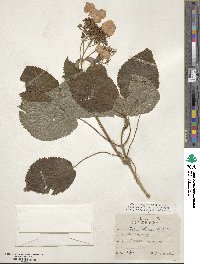 Hydrangea longipes image