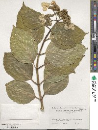 Hydrangea macrophylla image