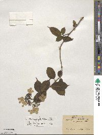 Hydrangea macrophylla image