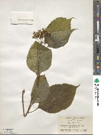 Hydrangea serrata image