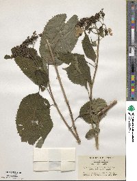 Hydrangea serrata image