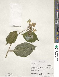 Hydrangea serrata image