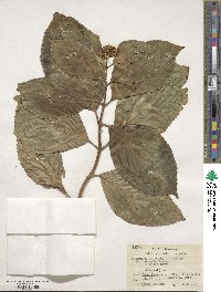 Hydrangea macrophylla f. normalis image