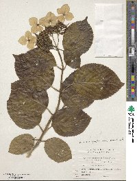 Hydrangea macrophylla image