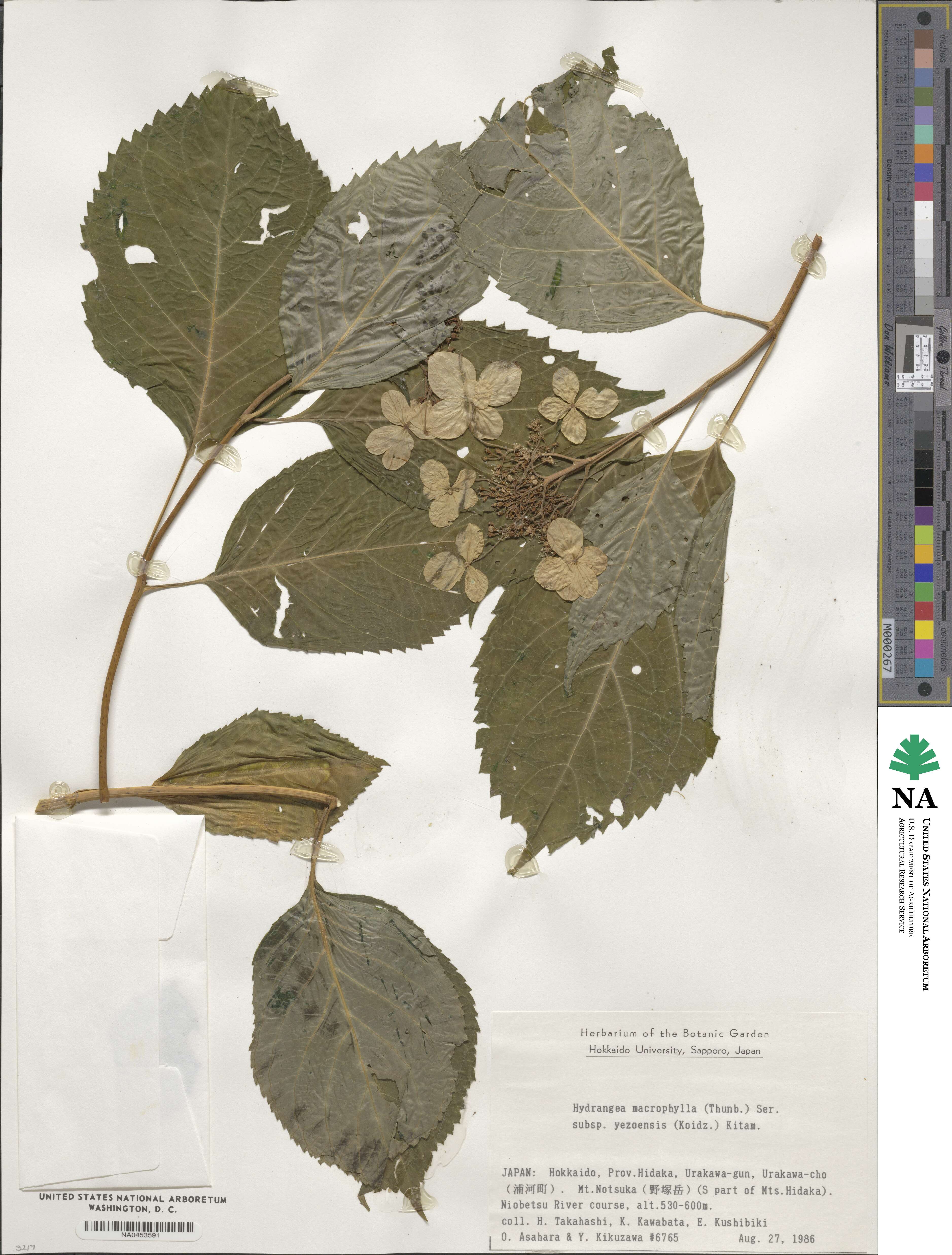 Hydrangea macrophylla subsp. yezoensis image