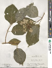 Hydrangea macrophylla subsp. yezoensis image