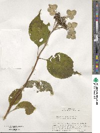 Hydrangea macrophylla subsp. yezoensis image