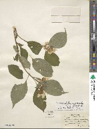 Hydrangea serrata image