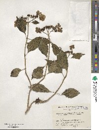 Hydrangea serrata image