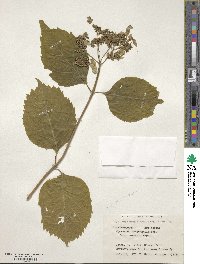 Hydrangea serrata image