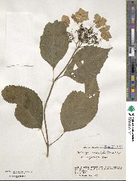 Hydrangea serrata image