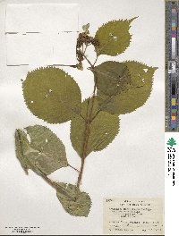 Hydrangea serrata image