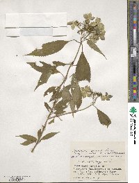 Hydrangea serrata image