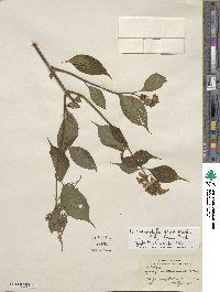 Hydrangea serrata image