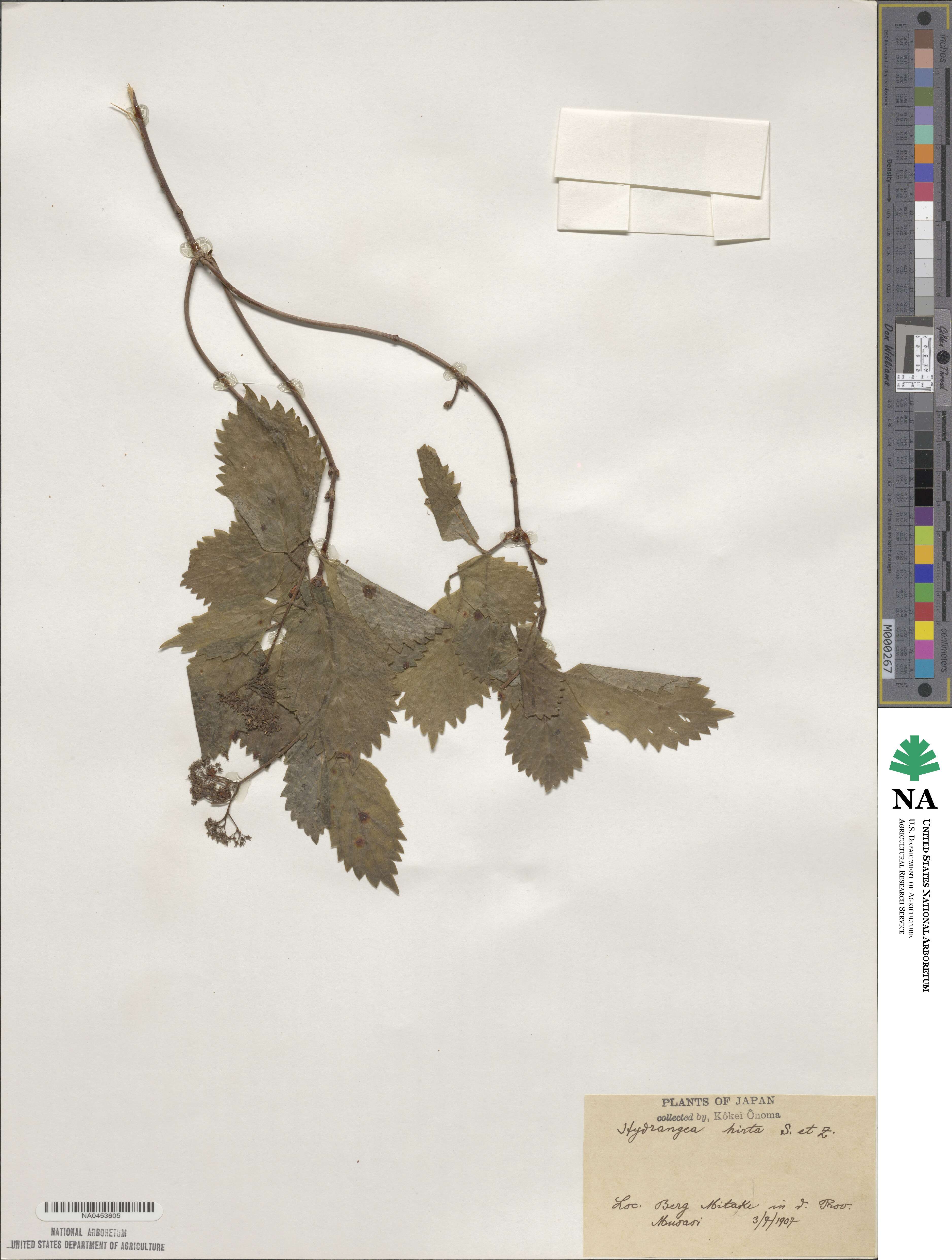 Hydrangea hirta image