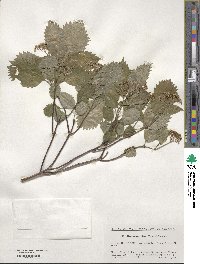 Hydrangea hirta image